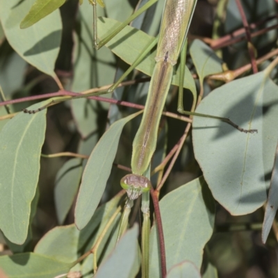 Tenodera australasiae (Purple-winged mantid) at Dunlop, ACT - 10 Feb 2019 by AlisonMilton