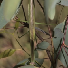 Tenodera australasiae at Dunlop, ACT - 10 Feb 2019