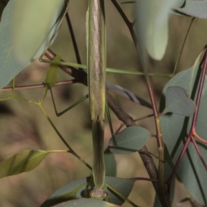 Tenodera australasiae at Dunlop, ACT - 10 Feb 2019