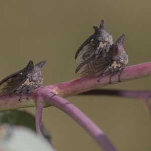 Ceraon sp. (genus) at Dunlop, ACT - 10 Feb 2019