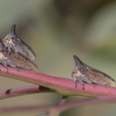 Ceraon sp. (genus) at Dunlop, ACT - 10 Feb 2019