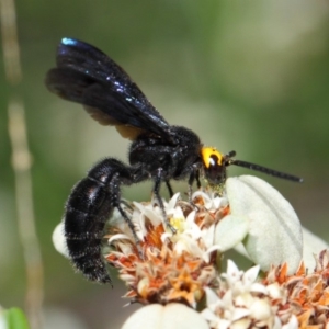 Scolia (Discolia) verticalis at Acton, ACT - 10 Feb 2019