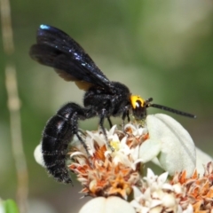 Scolia (Discolia) verticalis (Yellow-headed hairy flower wasp) at Acton, ACT - 10 Feb 2019 by TimL