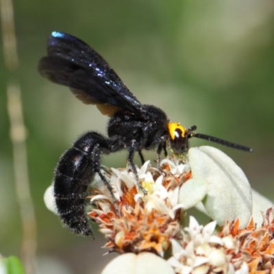 Scolia (Discolia) verticalis (Yellow-headed hairy flower wasp) at Acton, ACT - 10 Feb 2019 by TimL