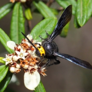 Scolia (Discolia) verticalis at Acton, ACT - 10 Feb 2019