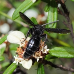 Scolia (Discolia) verticalis at Acton, ACT - 10 Feb 2019