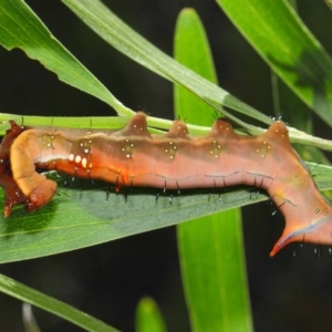 Neola semiaurata at Acton, ACT - 10 Feb 2019 02:25 PM