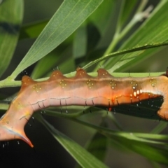 Neola semiaurata at Acton, ACT - 10 Feb 2019 02:25 PM