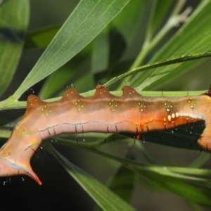 Neola semiaurata at Acton, ACT - 10 Feb 2019 02:25 PM