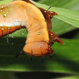 Neola semiaurata at Acton, ACT - 10 Feb 2019