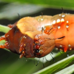 Neola semiaurata at Acton, ACT - 10 Feb 2019 02:25 PM