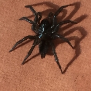 Paraembolides sp. (genus) at Mirador, NSW - 11 Feb 2019 09:13 AM