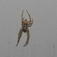 Araneinae (subfamily) (Orb weaver) at Higgins, ACT - 10 Feb 2019 by AlisonMilton