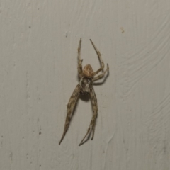 Araneinae (subfamily) at Higgins, ACT - 10 Feb 2019 06:49 AM
