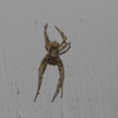 Araneinae (subfamily) at Higgins, ACT - 10 Feb 2019 06:49 AM
