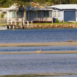 Numenius madagascariensis at Burrill Lake, NSW - 10 Feb 2019
