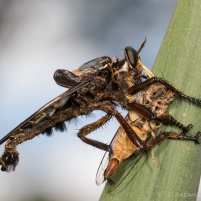 Blepharotes splendidissimus (Giant Blue Robber Fly) at Melba, ACT - 10 Jan 2019 by kasiaaus