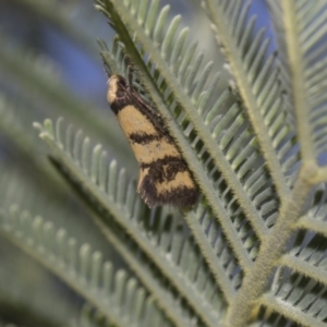 Olbonoma triptycha at Dunlop, ACT - 10 Feb 2019 11:40 AM