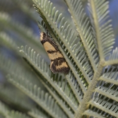 Olbonoma triptycha at Dunlop, ACT - 10 Feb 2019 11:40 AM