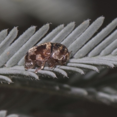 Elaphodes cervinus (Leaf beetle) at The Pinnacle - 10 Feb 2019 by AlisonMilton