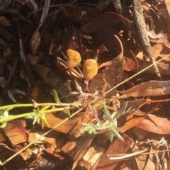 Unverified at Hughes Garran Woodland - 11 Feb 2019 by ruthkerruish