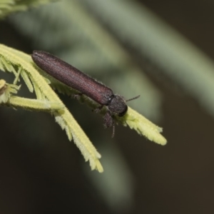 Rhinotia filiformis at Dunlop, ACT - 10 Feb 2019