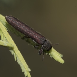 Rhinotia filiformis at Dunlop, ACT - 10 Feb 2019