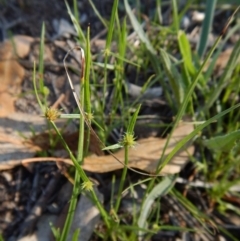 Cyperus sphaeroideus (Scented Sedge) at Dunlop, ACT - 11 Feb 2019 by CathB