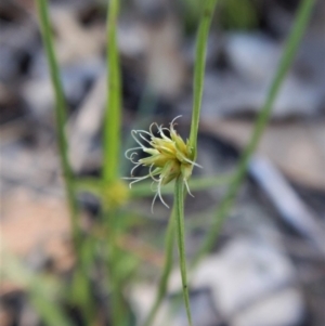 Cyperus sphaeroideus at Dunlop, ACT - 11 Feb 2019 08:48 AM