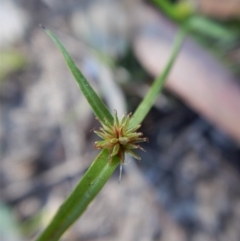 Cyperus sphaeroideus at Dunlop, ACT - 11 Feb 2019