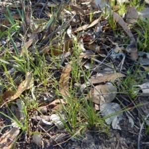 Cyperus sphaeroideus at Dunlop, ACT - 11 Feb 2019 08:48 AM