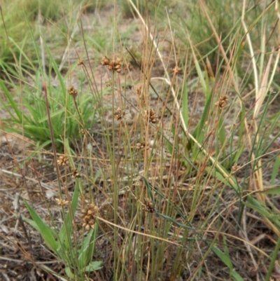 Juncus (genus) (A Rush) at Cook, ACT - 8 Feb 2019 by CathB