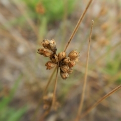 Juncus (genus) at Cook, ACT - 8 Feb 2019 09:03 AM