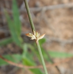 Juncus (genus) at Cook, ACT - 8 Feb 2019 09:03 AM