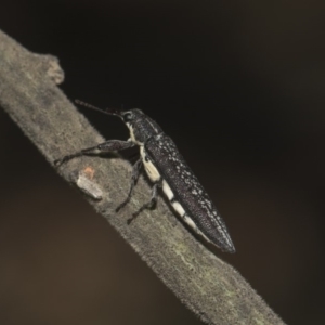 Rhinotia sp. (genus) at Dunlop, ACT - 10 Feb 2019