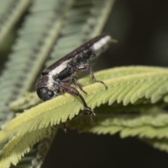 Rhinotia sp. (genus) at Dunlop, ACT - 10 Feb 2019