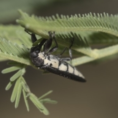 Rhinotia sp. (genus) at Dunlop, ACT - 10 Feb 2019