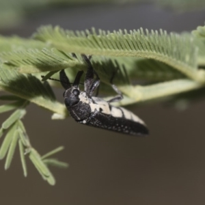 Rhinotia sp. (genus) at Dunlop, ACT - 10 Feb 2019