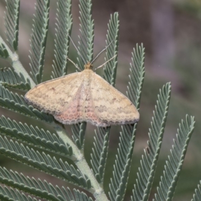 Scopula rubraria (Reddish Wave, Plantain Moth) at Dunlop, ACT - 10 Feb 2019 by AlisonMilton