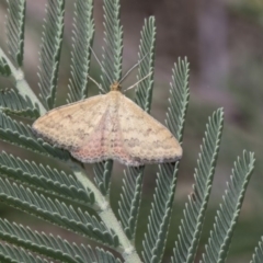 Scopula rubraria (Plantain Moth) at Dunlop, ACT - 10 Feb 2019 by AlisonMilton