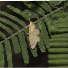 Scopula rubraria at Dunlop, ACT - 10 Feb 2019 12:30 PM