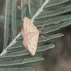 Scopula rubraria at Dunlop, ACT - 10 Feb 2019 12:30 PM