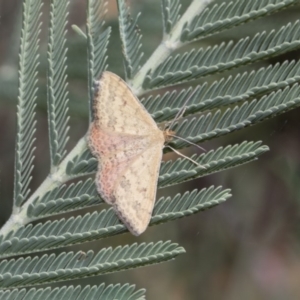 Scopula rubraria at Dunlop, ACT - 10 Feb 2019