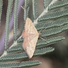 Scopula rubraria at Dunlop, ACT - 10 Feb 2019 12:30 PM