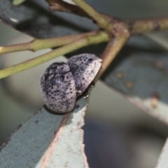 Trachymela sp. (genus) (Brown button beetle) at Higgins, ACT - 10 Feb 2019 by AlisonMilton