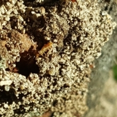 Nasutitermes (genus) (Snouted termite, Gluegun termite) at O'Malley, ACT - 10 Feb 2019 by Mike