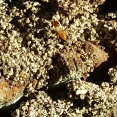 Nasutitermes (genus) at O'Malley, ACT - suppressed