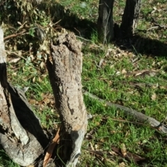 Nasutitermes sp. (genus) at O'Malley, ACT - suppressed