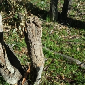 Nasutitermes sp. (genus) at O'Malley, ACT - suppressed