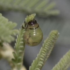 Calomela sp. (genus) (Acacia leaf beetle) at The Pinnacle - 10 Feb 2019 by AlisonMilton